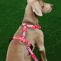 Pettorina H Cani Rosa Como 1907
