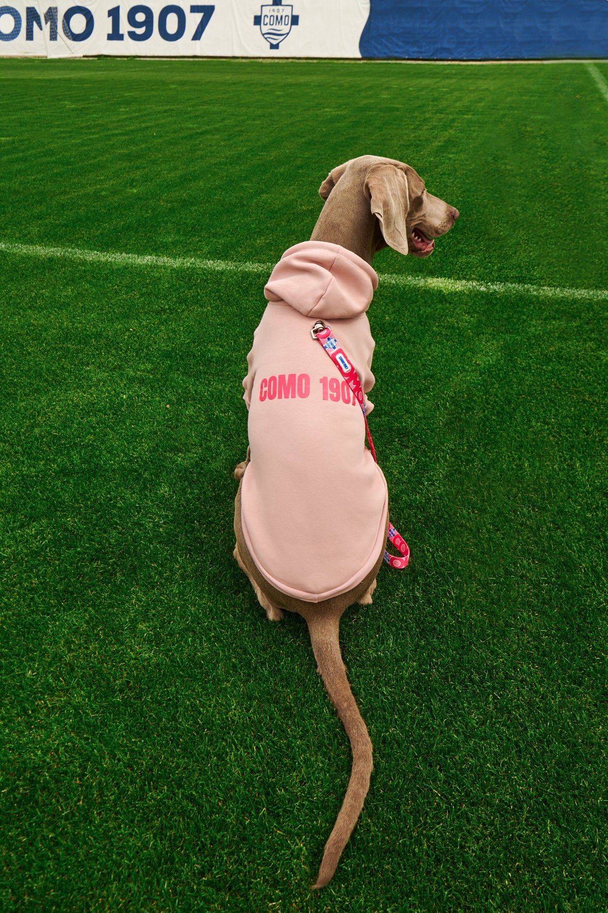 Felpa Cani Rosa Como 1907