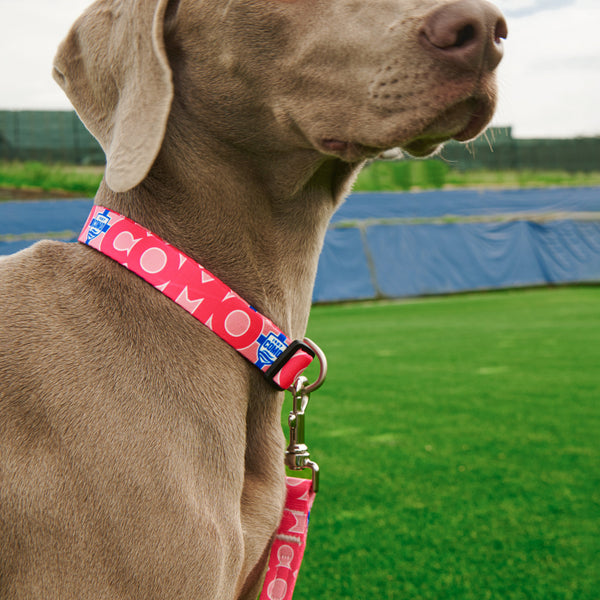 Collare Cani Rosa Como 1907