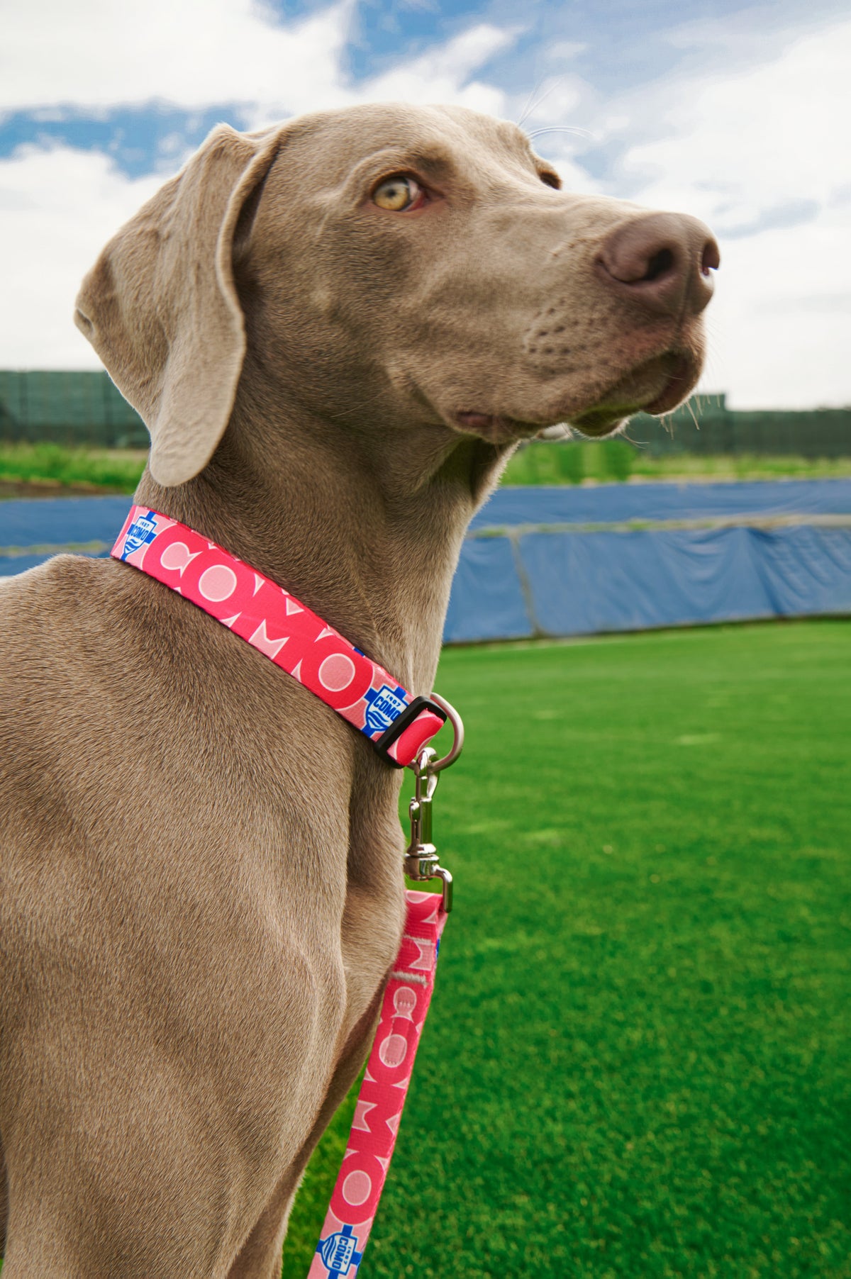 Collare Cani Rosa Como 1907