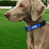 Collare Cani Blu Como 1907