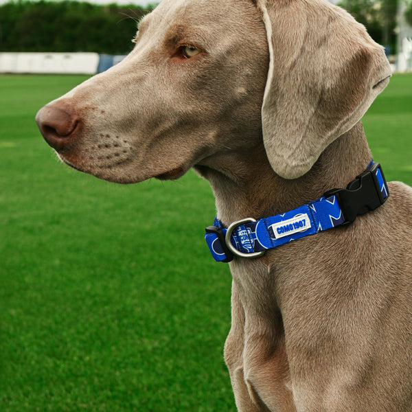 Collare Cani Blu Como 1907