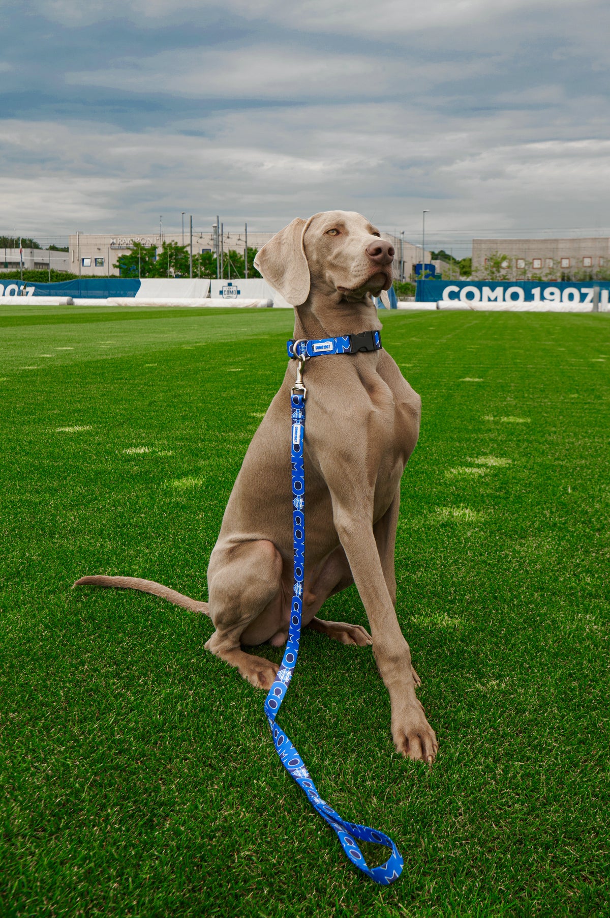 Guinzaglio Regular Blu Como 1907