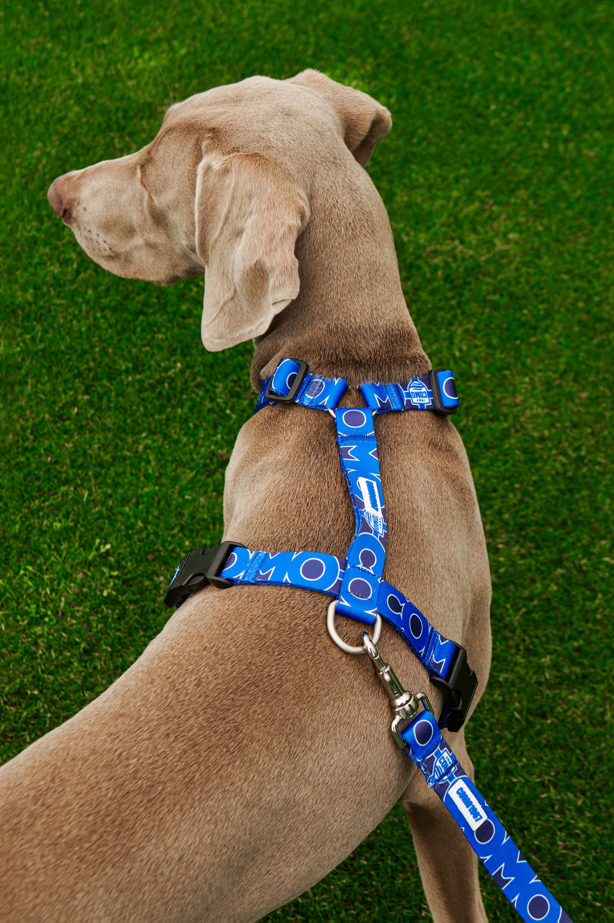 Pettorina H Cani Blu Como 1907